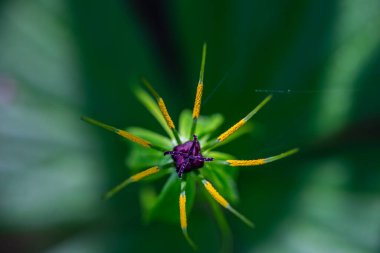 Paris kuadrifolia çiçeği ormanda yetişiyor, makro