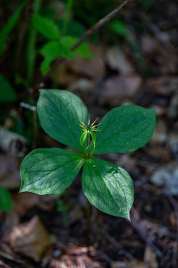 Paris kuadrifolia çiçeği ormanda yetişiyor, makro