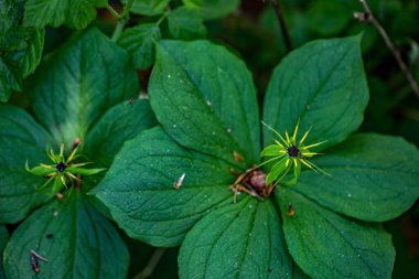 Paris kuadrifolia çiçeği ormanda yetişiyor, makro