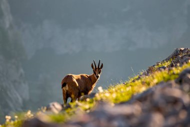 Julian Alplerinde Chamois, Slovenya