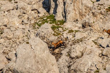 Julian Alplerinde Chamois, Slovenya