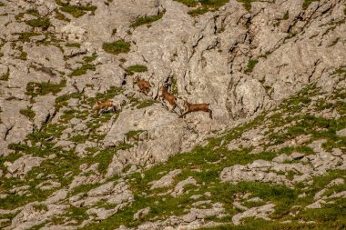 Julian Alplerinde Chamois, Slovenya