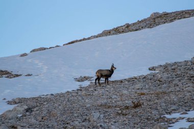 Julian Alplerinde Chamois, Slovenya