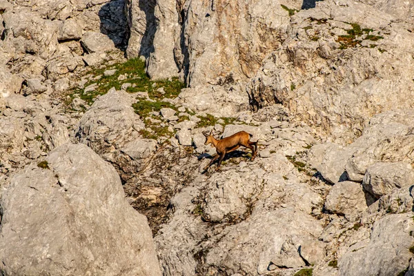 Julian Alplerinde Chamois, Slovenya