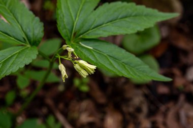 Çayırda büyüyen Cardamine enneaphyllos çiçeği, yakın plan.