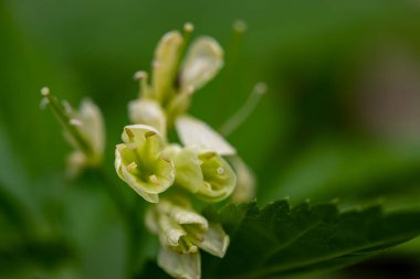 Çayırda büyüyen Cardamine enneaphyllos çiçeği, yakın plan.