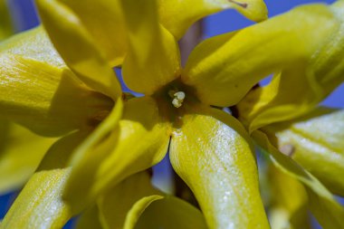 Çayırda yetişen Forsythia intermedya çiçeği, kapat.