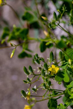 Çayırda yetişen Oxalis dillenii çiçeği