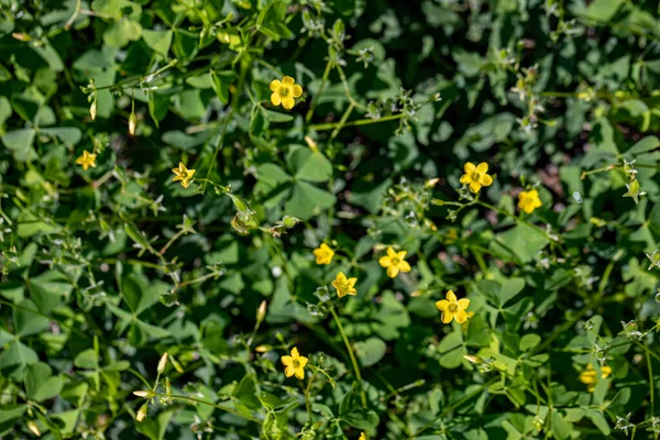 Oxalis Dillenii Flower Growing Meadow — Stock Photo, Image