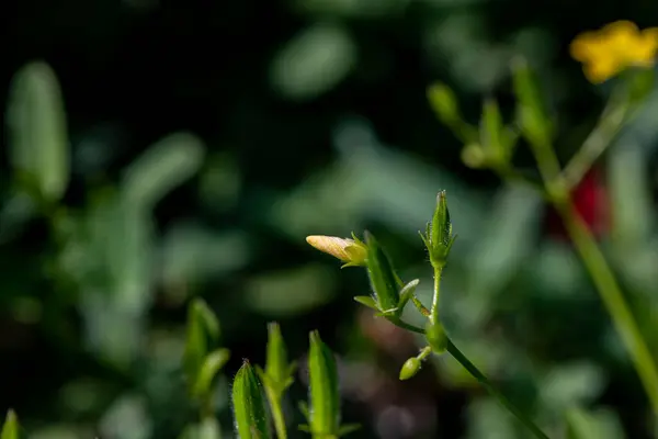 Цветок Oxalis Dillenii Растущий Лугу — стоковое фото