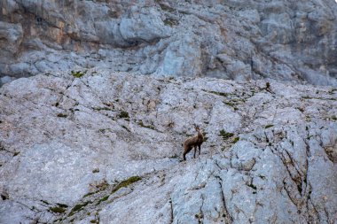 Julian Alplerinde Chamois, Slovenya