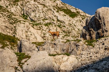 Julian Alplerinde Chamois, Slovenya