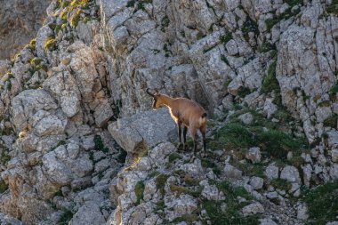 Julian Alplerinde Chamois, Slovenya