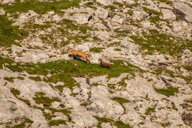 Julian Alplerinde Chamois, Slovenya