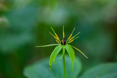 Paris kuadrifolia çiçeği ormanda yetişiyor, makro