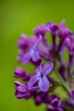 Meadow 'da büyüyen şırınga kabak çiçeği, makro