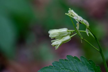 Çayırda büyüyen Cardamine enneaphyllos çiçeği, yakın plan.