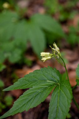 Çayırda büyüyen Cardamine enneaphyllos çiçeği, yakın plan.