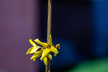 Çayırda yetişen Forsythia intermedya çiçeği, kapat.