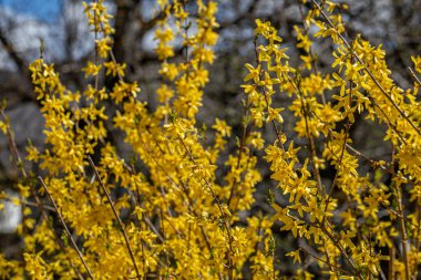 Çayırda yetişen Forsythia intermedya çiçeği, kapat.