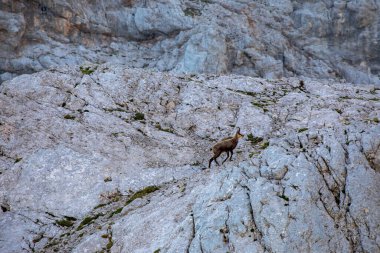 Julian Alplerinde Chamois, Slovenya