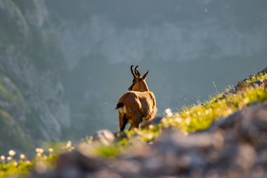 Julian Alplerinde Chamois, Slovenya