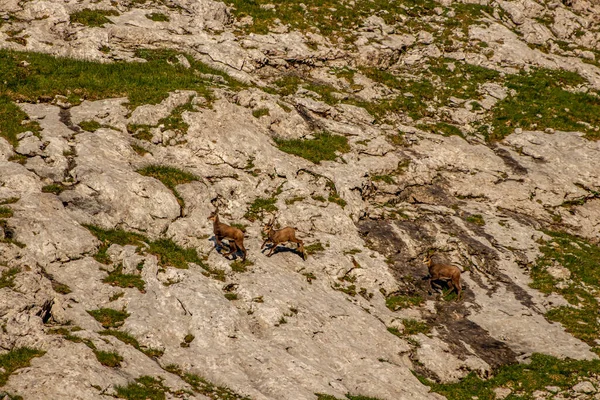 Julian Alplerinde Chamois, Slovenya