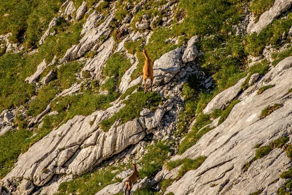 Chamois Julian Alps Slovenia — стокове фото
