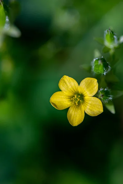 Oxalis Dillenii Floare Creștere Luncă — Fotografie, imagine de stoc