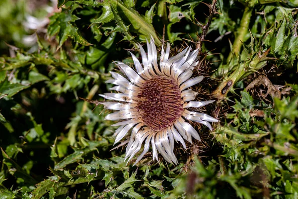 Çayırda yetişen Carlina acaulis çiçeği