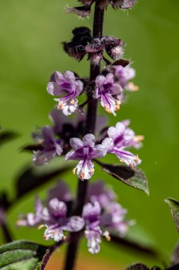 Çayırda büyüyen Ocimum Kilimandscharicum çiçeği, kapat