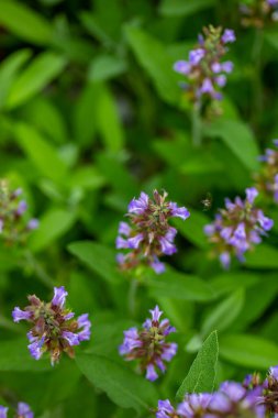 Çayırda yetişen Salvia resmi çiçekleri, kapayın.