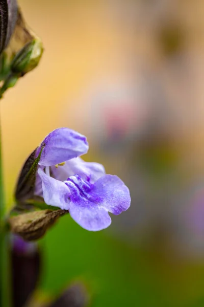 Salvia Officinalis Bunga Tumbuh Padang Rumput Menutup — Stok Foto