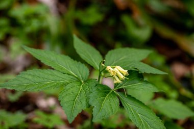 Çayırda büyüyen Cardamine enneaphyllos çiçeği, yakın plan.