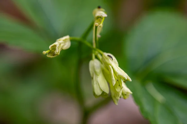 Cardamine Enneaphyllos Fleur Poussant Dans Prairie Gros Plan — Photo