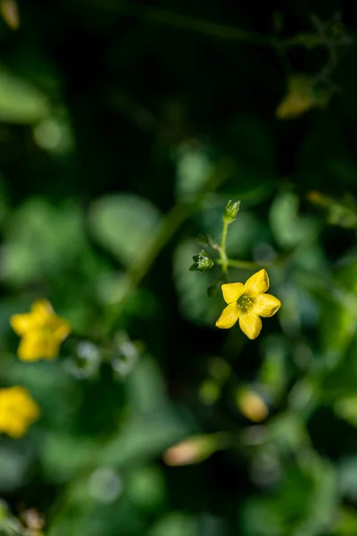 Oxalis Dillenii Fleur Poussant Dans Prairie — Photo
