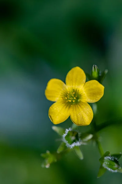 Çayırda Yetişen Oxalis Dillenii Çiçeği — Stok fotoğraf