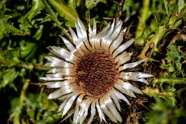 Çayırda Yetişen Carlina Acaulis Çiçeği — Stok fotoğraf