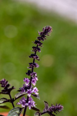 Çayırda büyüyen Ocimum Kilimandscharicum çiçeği, kapat