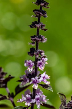 Çayırda büyüyen Ocimum Kilimandscharicum çiçeği, kapat