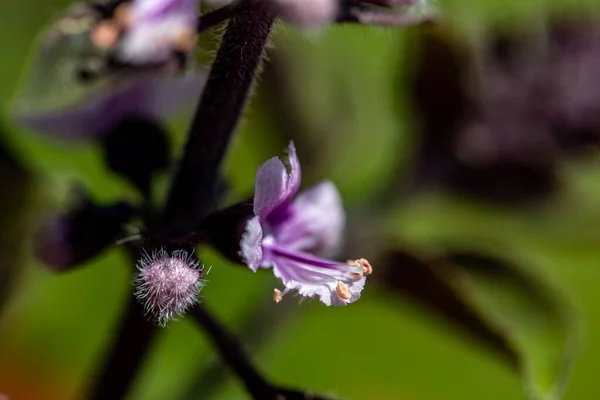 Цветок Ocimum Kilibichicum Растущий Говядине Крупным Планом — стоковое фото