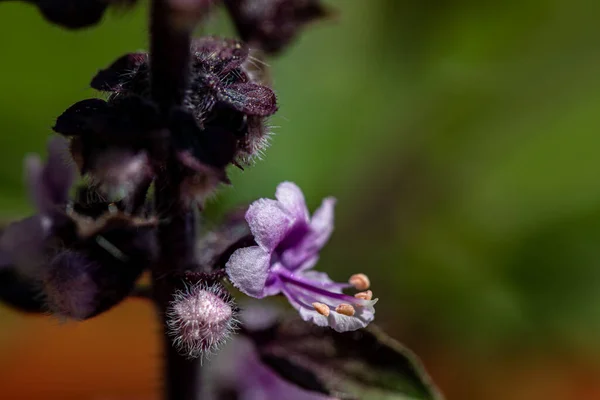 Ocimum Kilimandscharicum Flor Que Crece Prado Cerca —  Fotos de Stock