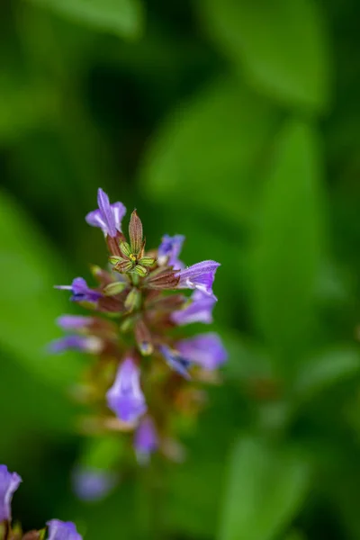 草原で成長するサルビア オフィナリスの花を閉じます — ストック写真