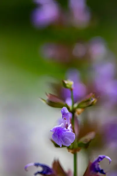 Salvia Officinalis Květina Rostoucí Louce Zavřít — Stock fotografie