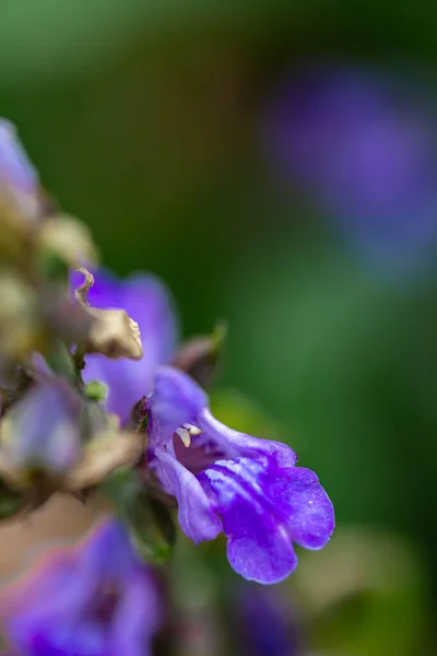 Salvia Officinalis Fleur Poussant Dans Prairie Gros Plan — Photo