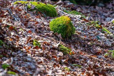 Ormanda fare, bahar zamanı.