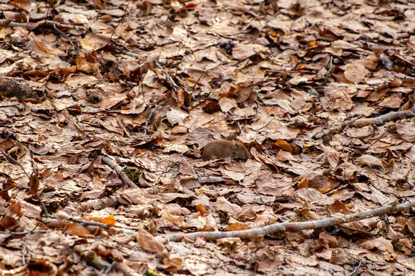 森の中のネズミ春の時間 — ストック写真