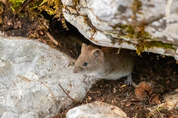 Mouse Nella Foresta Primavera — Foto Stock