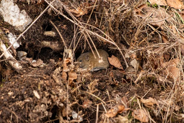 Ποντίκι Στο Δάσος Την Άνοιξη — Φωτογραφία Αρχείου