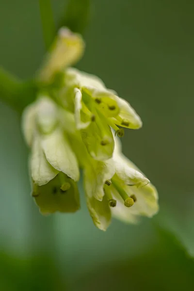 Kardamin Enneaphyllos Blume Wächst Auf Der Wiese Nahaufnahme — Stockfoto